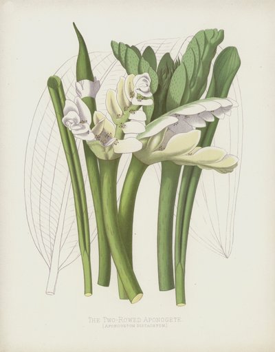 The Two-Rowed Aponogete by English School